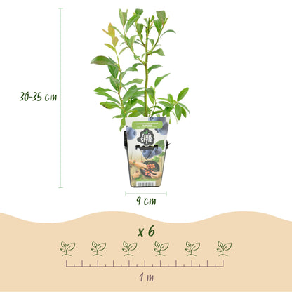 Blaubeere Vaccinium corymbosum Bluecrop winterhart 3 Pflanzen Ø9cm Höhe 30cm – Ertragreiche Heidelbeere für Garten Balkon & Terrasse 