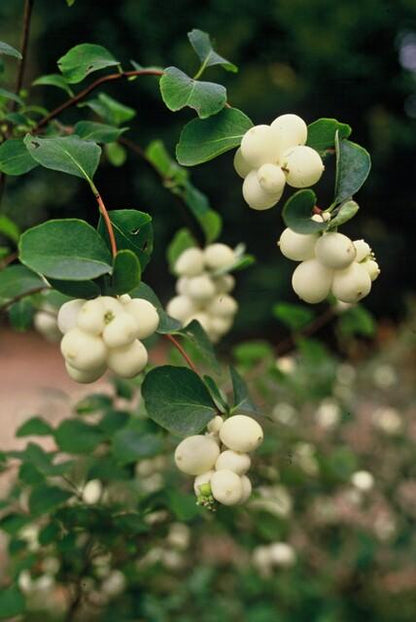 Niedrige Purpurbeere Symphoricarpos ch. 'Hancock' – 6 Pflanzen – Winterharter Strauch – Weiße Blüten & Beeren – Ø9cm – ↕10–25cm – Pflegeleicht & Wetterbeständig 