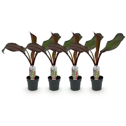 Bananenpflanze Ensete ventricosum Maurelli – 2 Pflanzen – Winterhart – Obstpflanze – Ø12cm – Höhe ca. 30cm