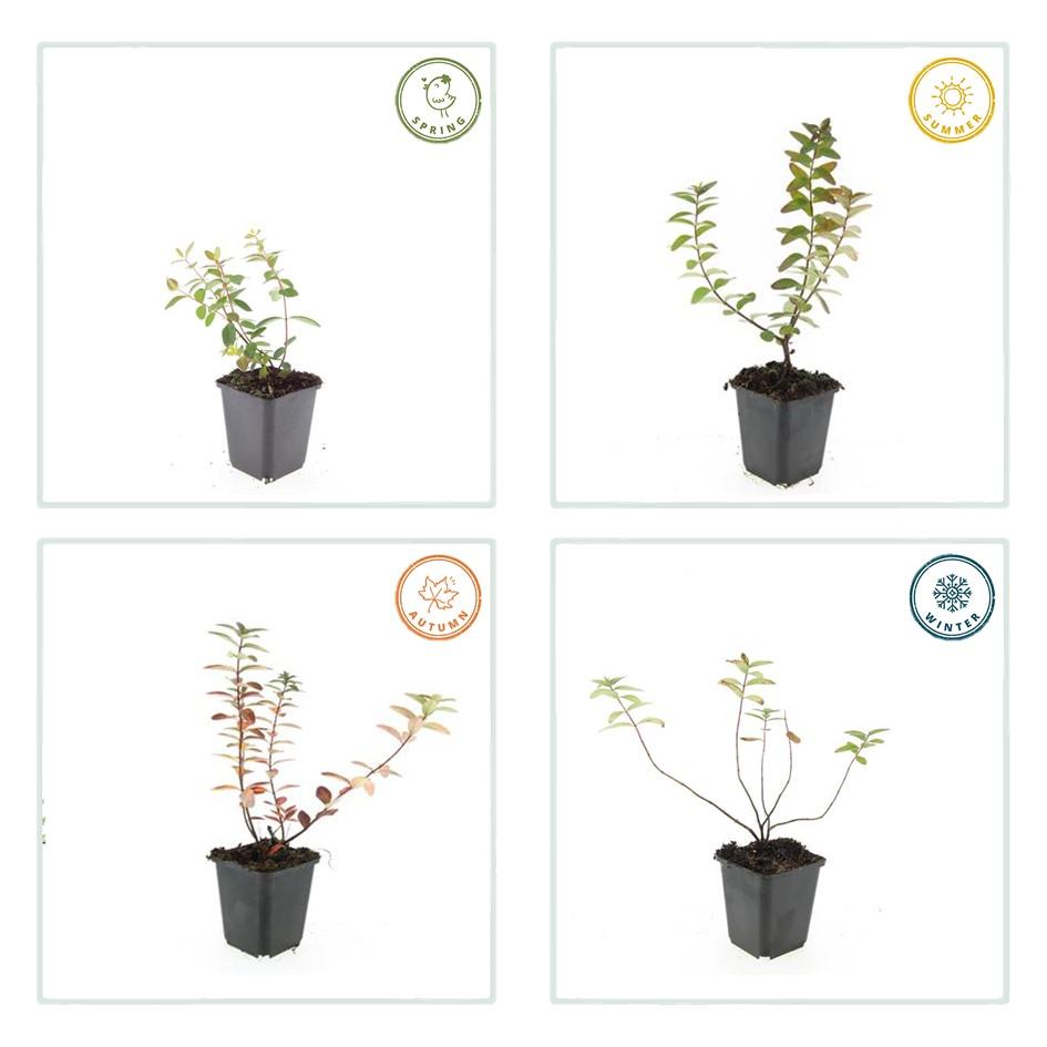 Johanniskraut Hypericum dummeri 'Peter Dummer' – ↕10-25cm – Ø9cm – 6 Pflanzen – Winterharter Bodendecker mit gelben Blüten 