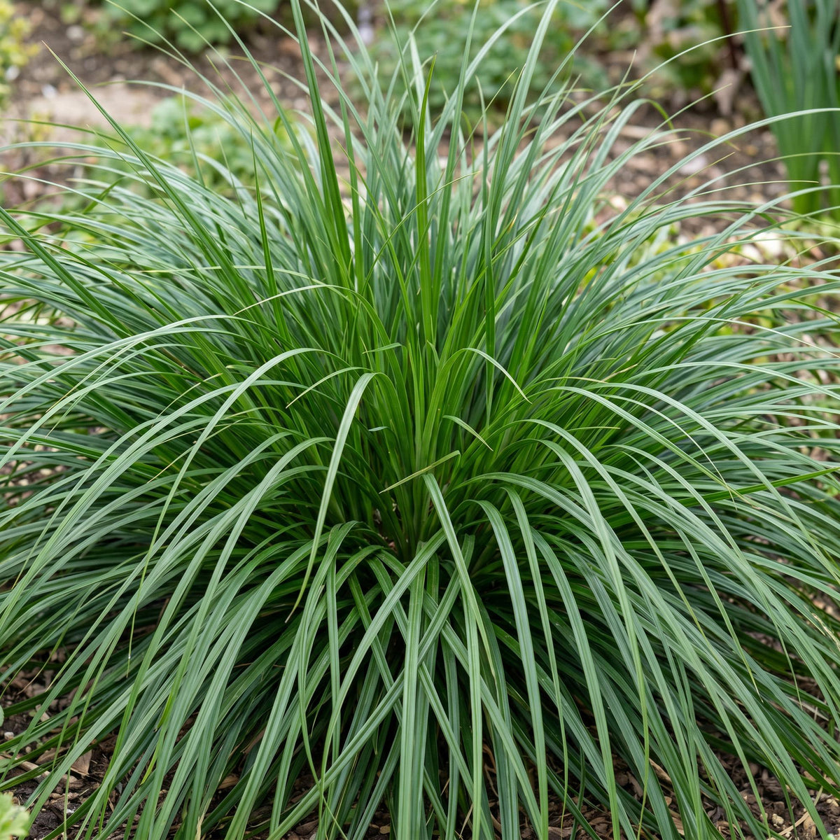 Segge 'Evergreen' – Carex oshimensis 'Evergreen' – 6 Pflanzen – Topf Ø11cm – Staude für Garten & Balkon – Ansicht 5
