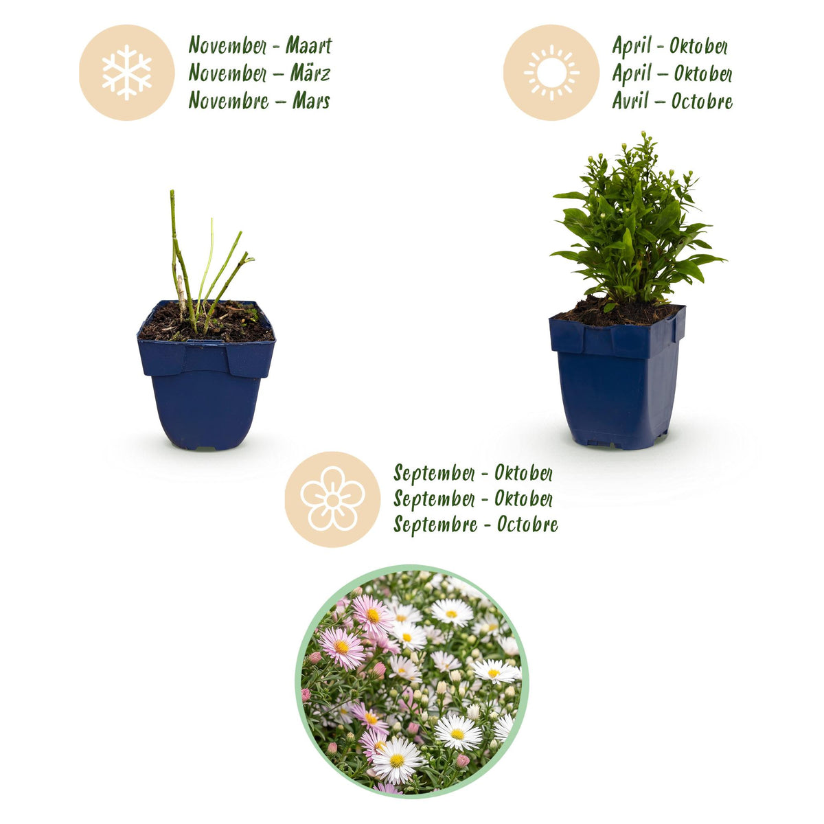 Kissenaster-Mix (dreifarbig) – Aster-Sortenmix – Topf Ø11cm – Bienenfreundliche Staude für Garten & Balkon – Ansicht 4