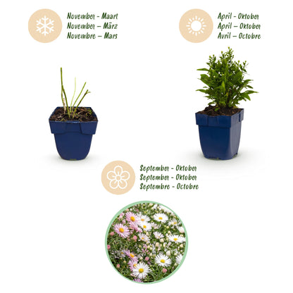 Kissenaster-Mix (dreifarbig) – Aster-Sortenmix – Topf Ø11cm – Bienenfreundliche Staude für Garten & Balkon – Ansicht 4