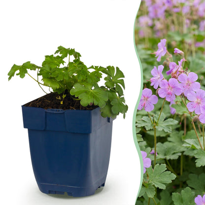 Storchschnabel 'Czakor' – Geranium macrorrhizum 'Czakor' – 6 Pflanzen – Topf Ø11cm