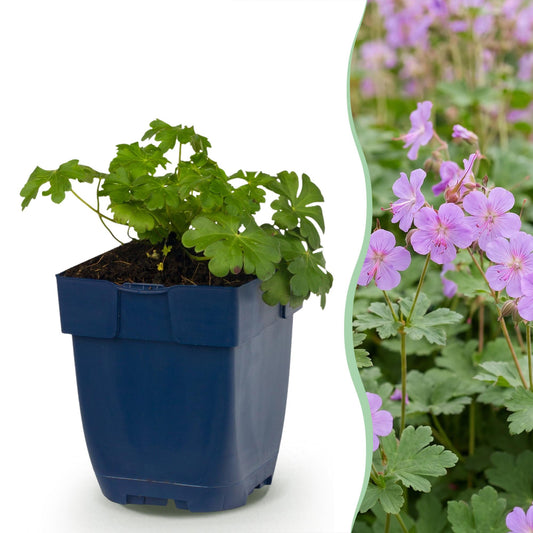 Storchschnabel 'Czakor' – Geranium macrorrhizum 'Czakor' – 6 Pflanzen – Topf Ø11cm