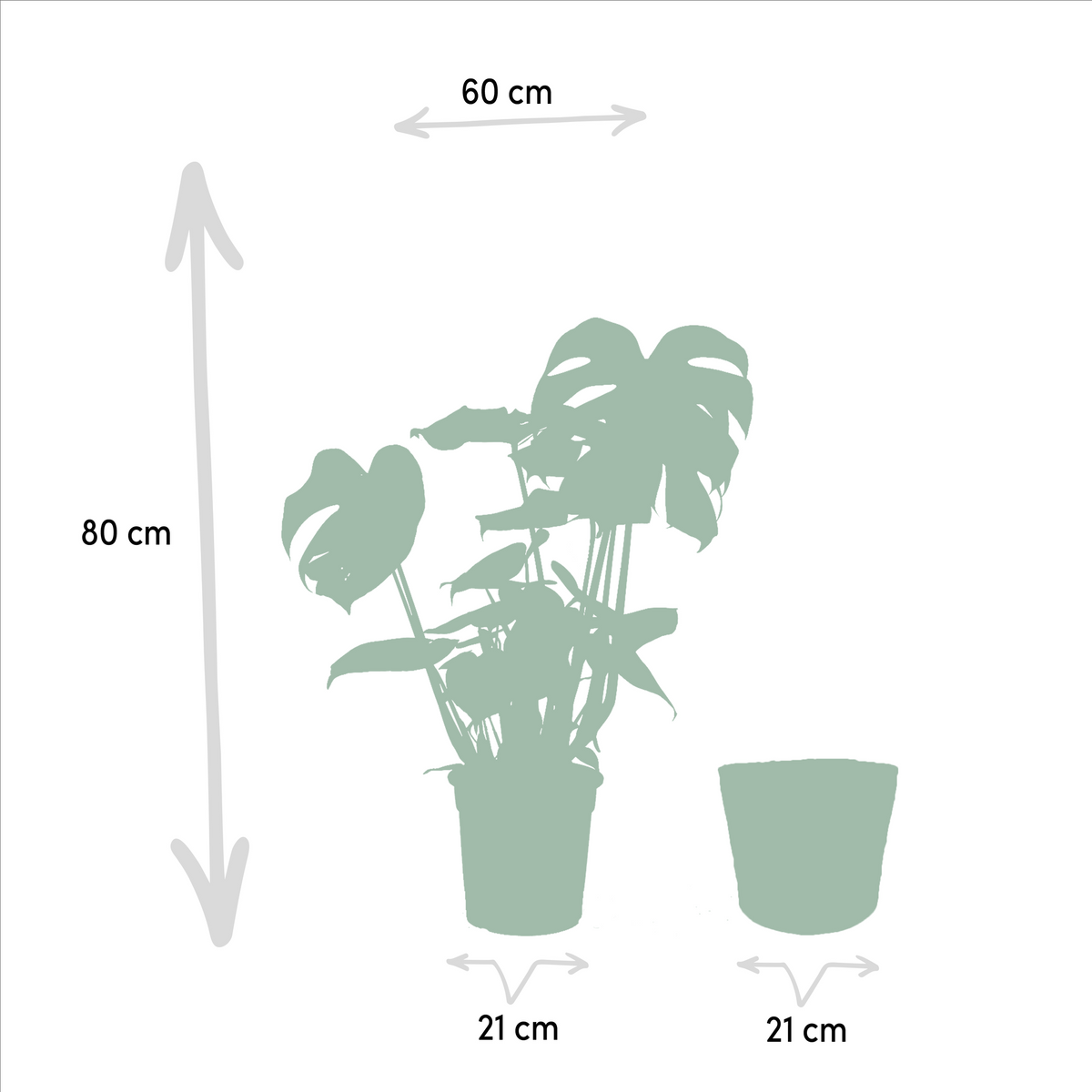 Monstera Deliciosa + Körbchen Selin - ↨80cm - Ø21cm 