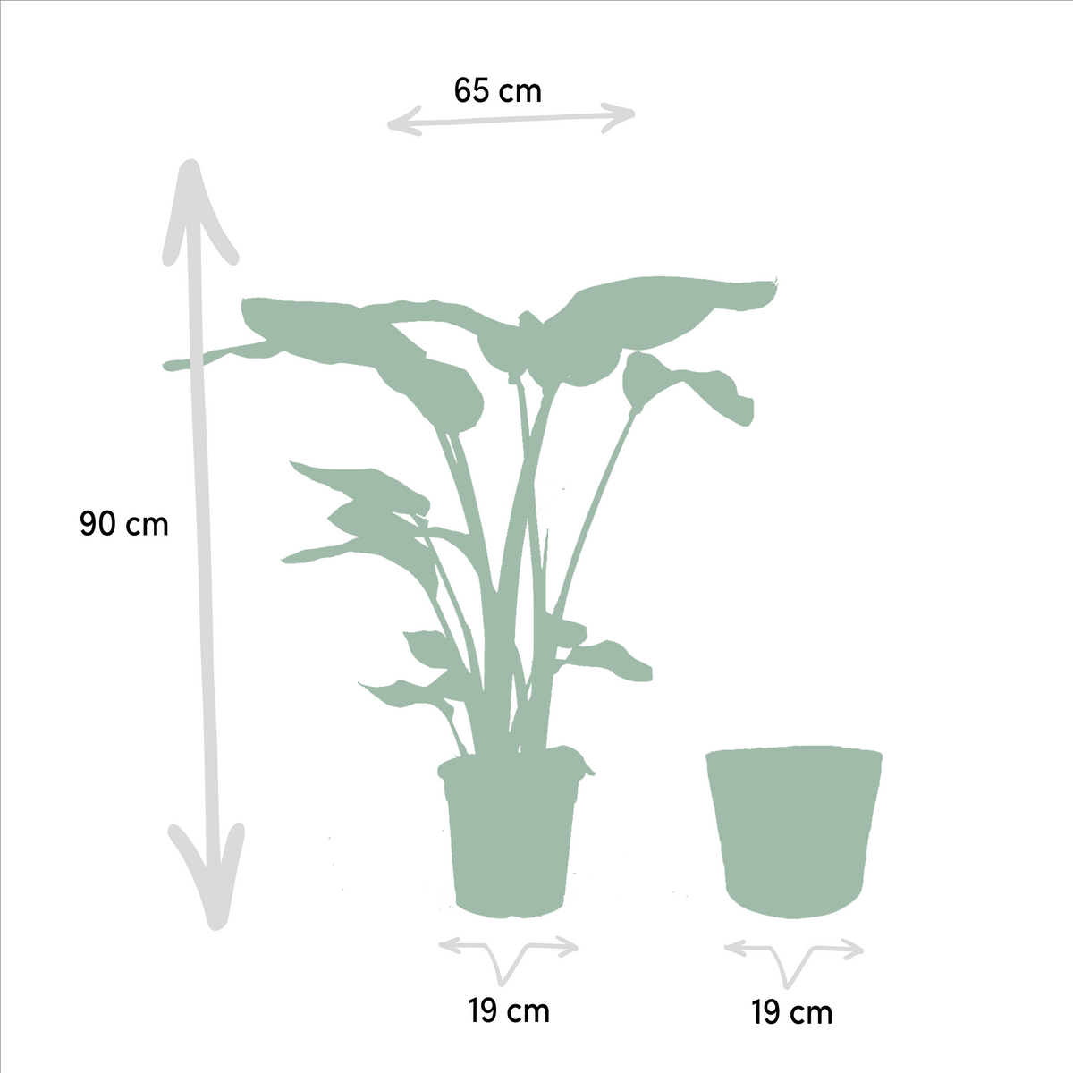 Baum-Strelitzie - Strelitzia Nicolai - Zimmerpflanze Ø19cm ↕90cm im dekorativen Korb Selin - Luftreinigende Tropenpflanze für Wohnzimmer & Büro 