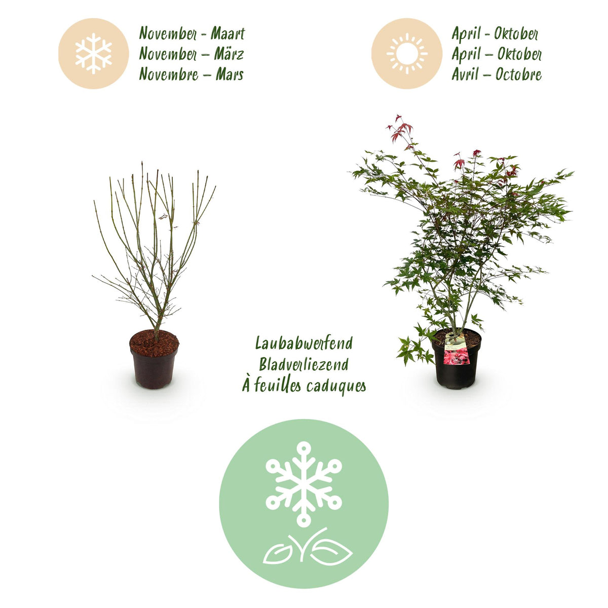 Green boutiQ - Gartenpflanze - Acer palmatum Beni Maiko - Japanischer Ahorn - Laubabwerfend - Rot - 1 - Topf 26cm - Höhe 90cm 