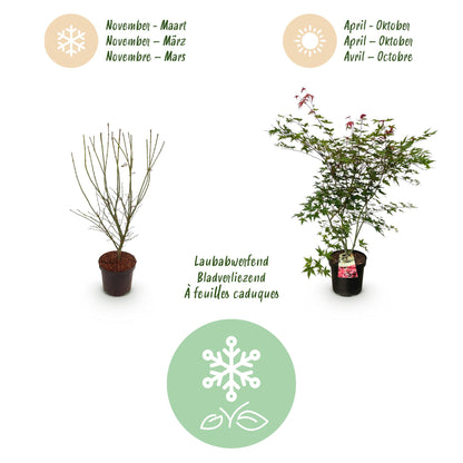 Green boutiQ - Gartenpflanze - Acer palmatum Beni Maiko - Japanischer Ahorn - Laubabwerfend - Rot - 1 - Topf 26cm - Höhe 90cm 