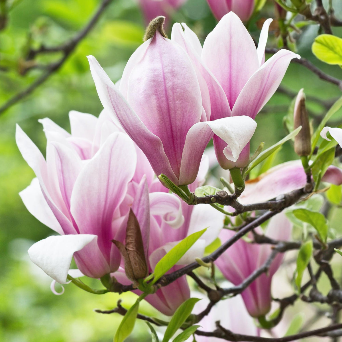 GreenboutiQ - Gartenpflanze - Magnolia George Henry Kern - Blüte Rosa - 1 Pflanze - Laubabwerfend - Pflegeleicht - Topf 12cm Höhe 30cm 