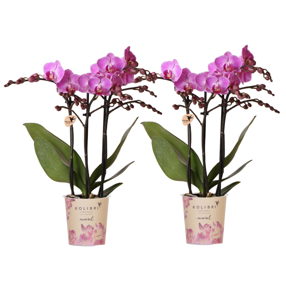 Kolibri Orchids | KOMBI-ANGEBOT mit 4 Phalaenopsis-Orchideen - Wien - Topfgröße Ø9cm | Blühende Zimmerpflanze - Frisch vom Züchter 