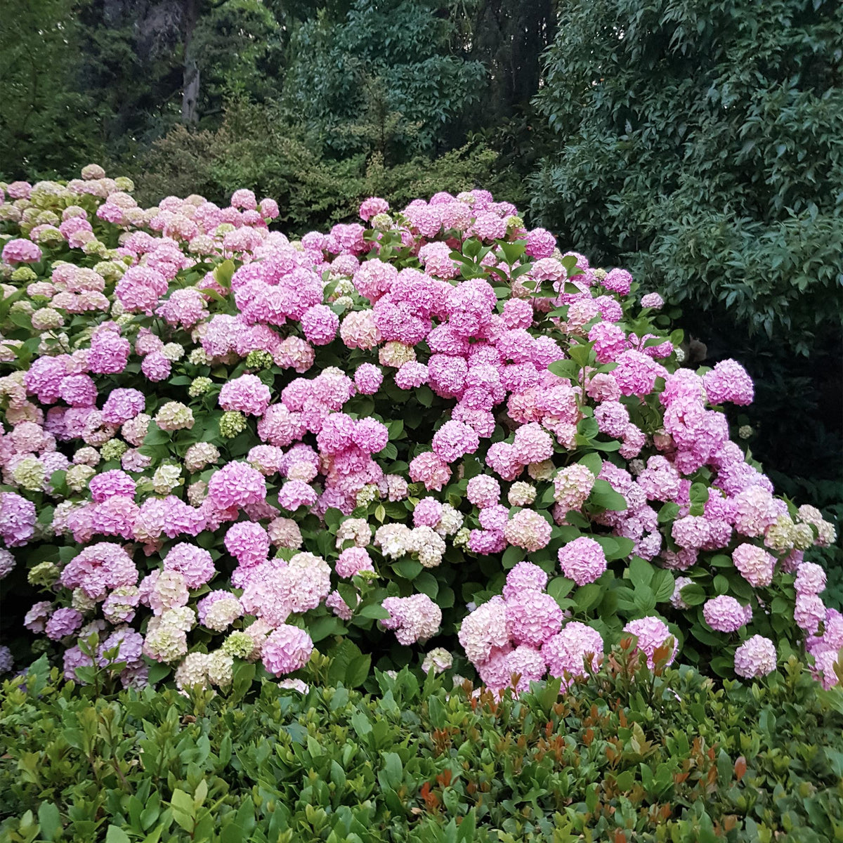 Green boutiQ - Gartenpflanze - Hydrangea macrophylla Rosa - Hortensie - Winterhart - Rosa - 1 Pflanze - Topf 12cm - Höhe 20-30cm 