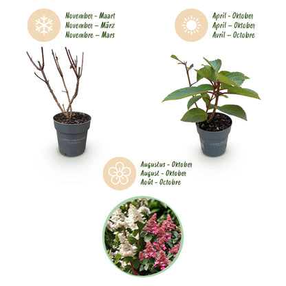 Green boutiQ - Gartenpflanze - Hydrangea panniculata Living Infinity - Rispenhortensie - Winterhart - Weiß - 3 Pflanzen - Topf 12cm - Höhe 20-30cm 