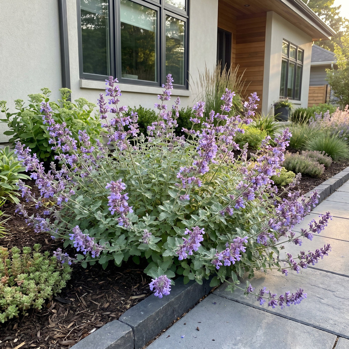 Katzenminze – Nepeta faassenii – Topf Ø11cm – Bienenfreundliche Staude für Garten & Balkon – Ansicht 6
