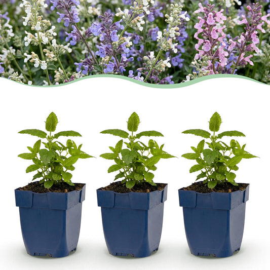 Katzenminze-Mix (dreifarbig) – Nepeta faassenii 'Snowflake' – Topf Ø11cm