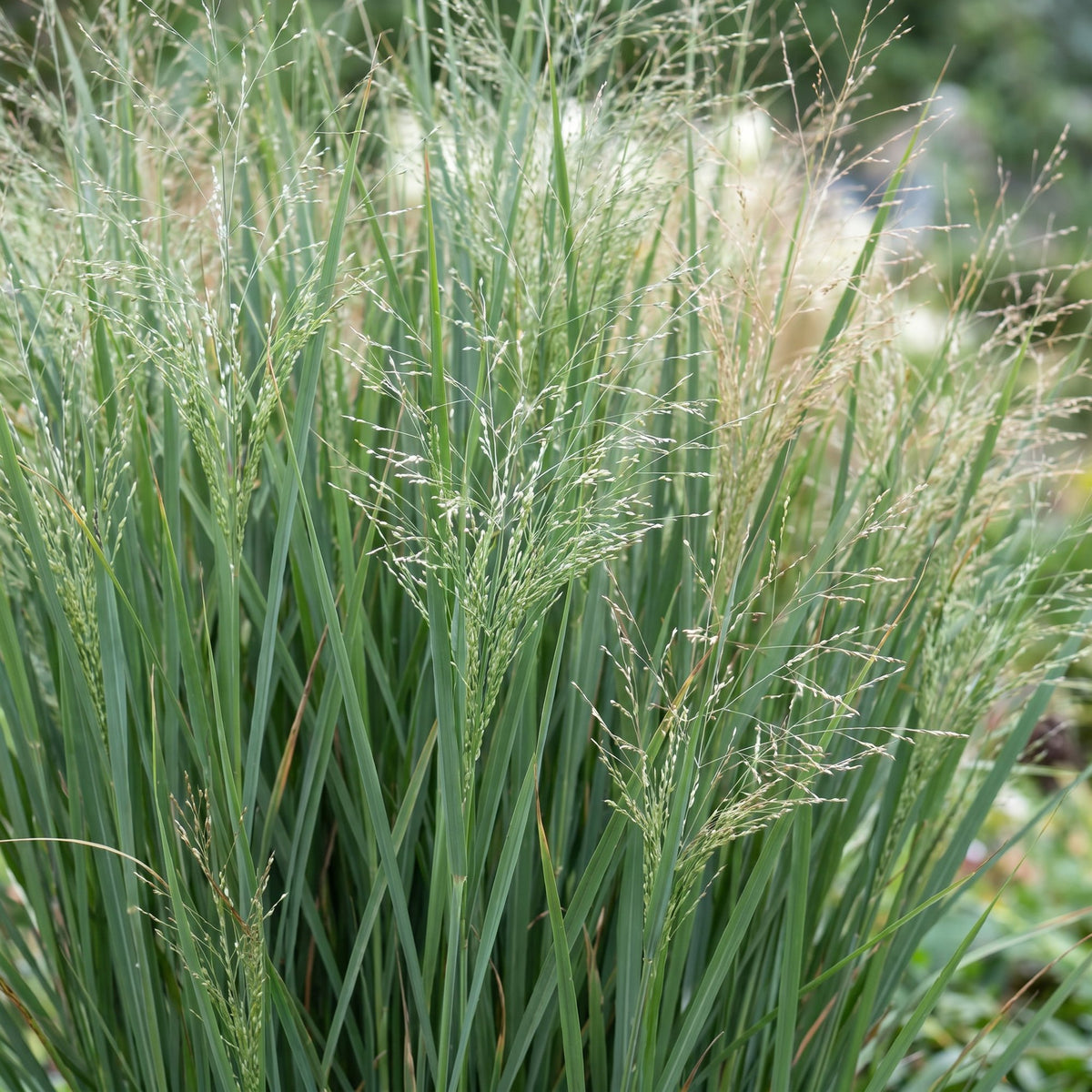 Rutenhirse 'Northwind' – Panicum virgatum 'Northwind' – Topf Ø11cm – Ansicht 5