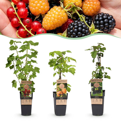 Green boutiQ - Fruit plant - Ribes-Rubes Mix - Tricolour - Hardy - Red Currant - Black Raspberry - Yellow Raspberry - 3 Plants - Pot 15cm - Height 50cm 