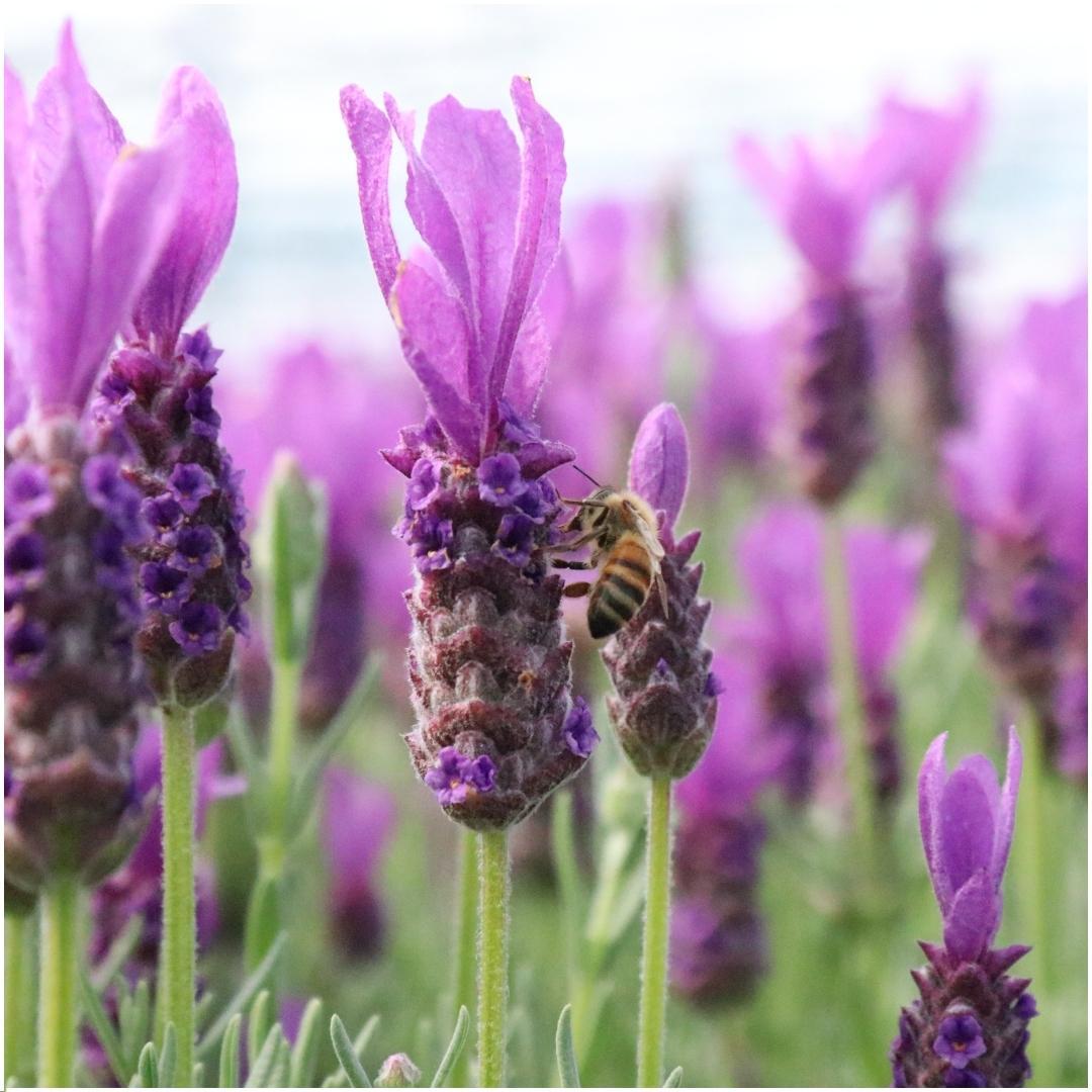 Französischer Lavendel Lavandula stoechas Anouk – Duftender Schopflavendel – 13cm Dekotopf 'Old Look' – 3 Pflanzen – Winterhart & Pflegeleicht 