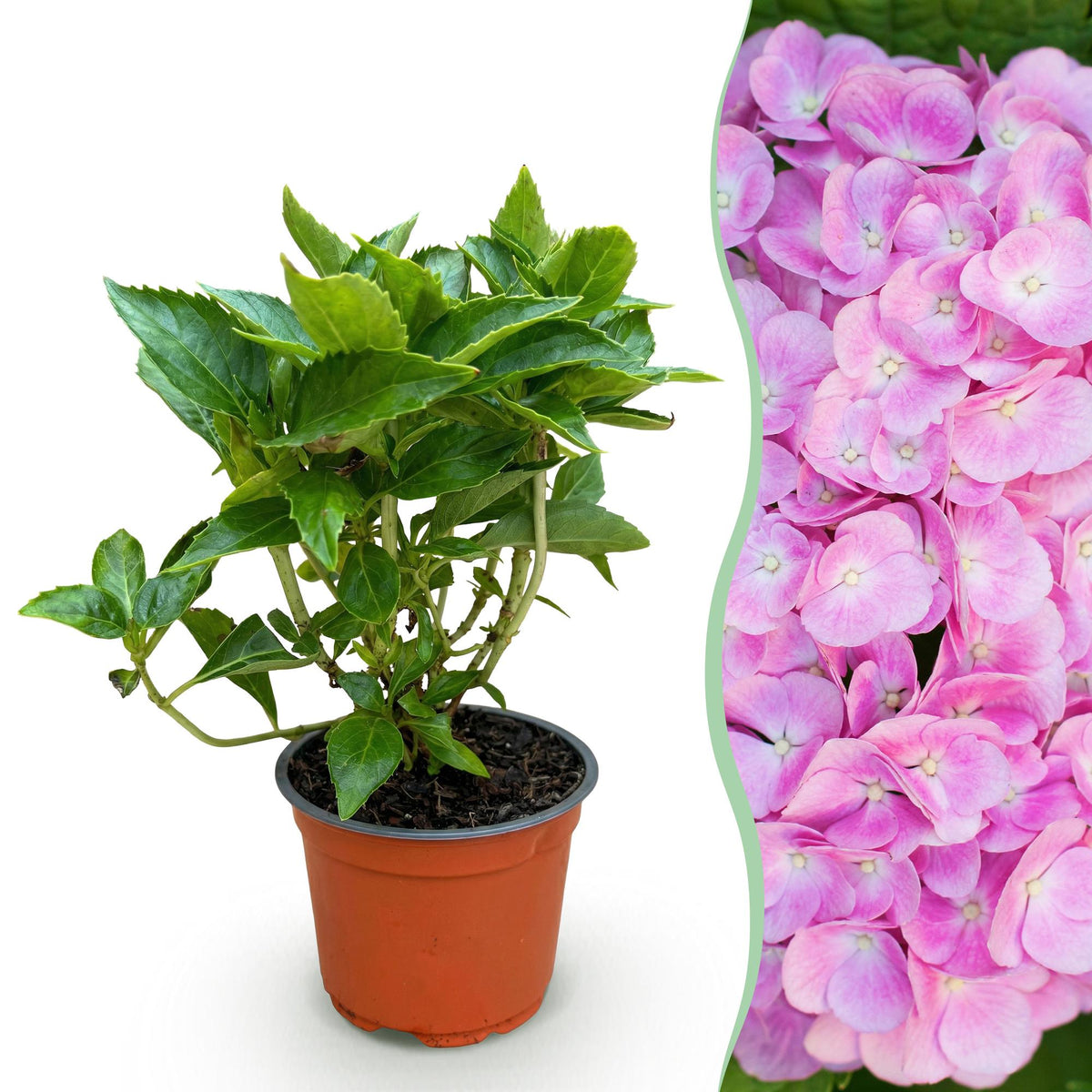 Green boutiQ - Gartenpflanze - Hydrangea macrophylla Rosa - Hortensie - Winterhart - Rosa - 1 Pflanze - Topf 12cm - Höhe 20-30cm 