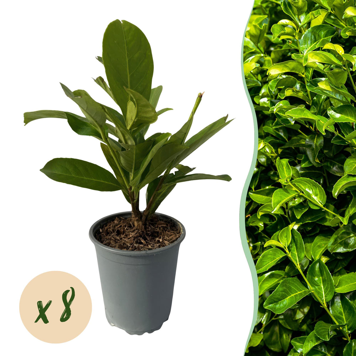 Kirschlorbeer Prunus laurocerasus Rotundifolia – Immergrüne Heckenpflanzen – 8 Pflanzen – 1 m – 9 cm Höhe 30–35 cm – Grün – Pflegeleicht 