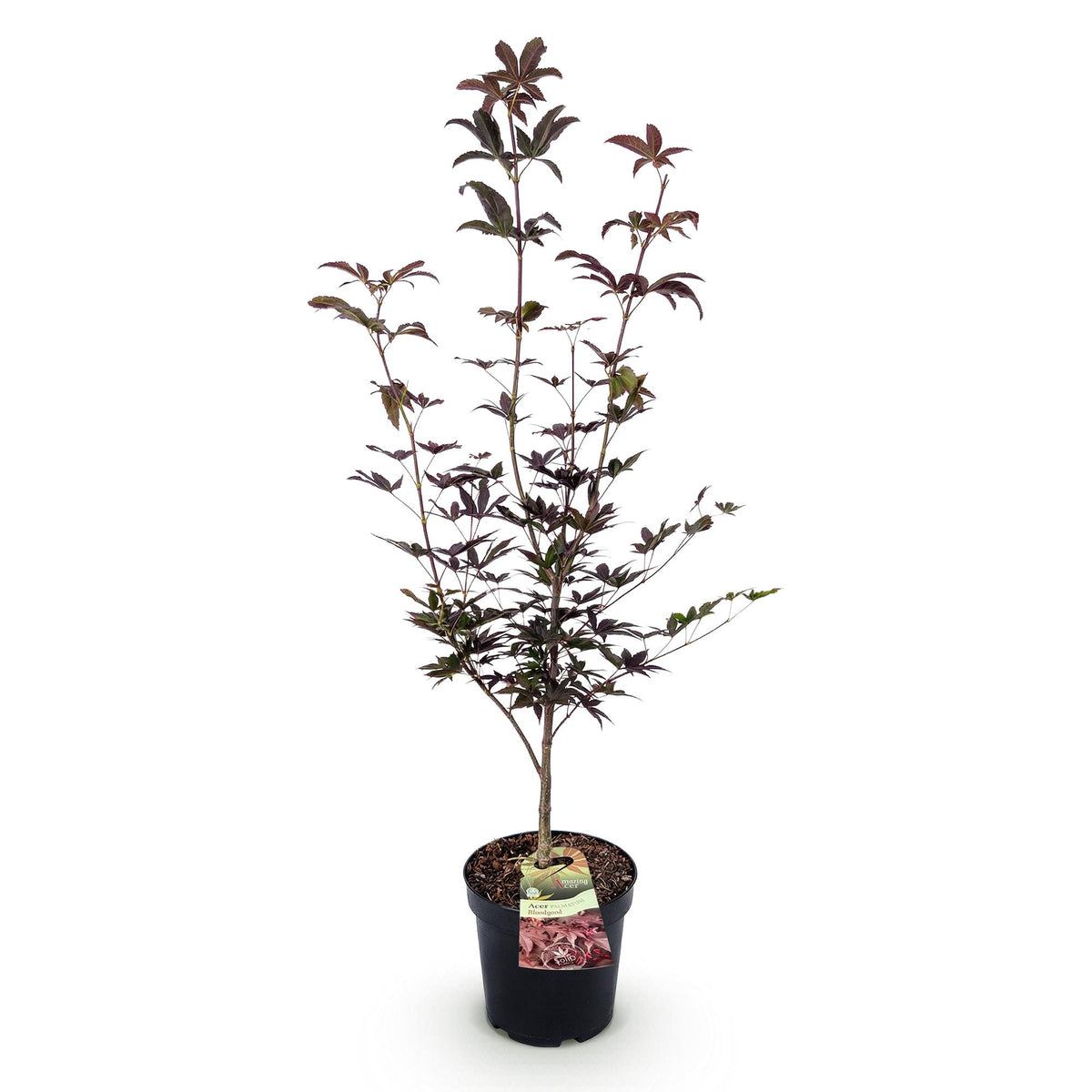 Green boutiQ - Gartenpflanze - Acer palmatum Bloodgood - Japanischer Ahorn - Laubabwerfend - Rot - 1 - Topf 26cm - Höhe 90cm 