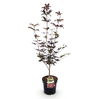 Green boutiQ - Gartenpflanze - Acer palmatum Bloodgood - Japanischer Ahorn - Laubabwerfend - Rot - 1 - Topf 26cm - Höhe 90cm 