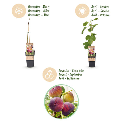 Green boutiQ - Fruit Plant - Ficus carica Rouge de Bordeaux - Fig Tree - Winter Hardy - Purple Fruit - 2 Plants - Pot 15cm - Height 50cm 
