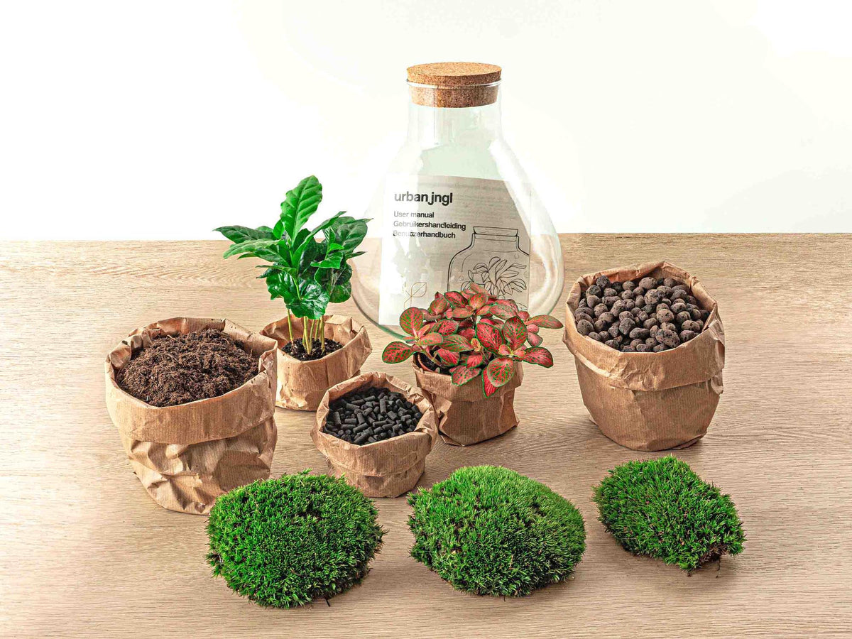 Flaschengarten Sammie Coffea – DIY Bausatz Terrarium – ↕26cm – Do-It-Yourself Pflanzen-Set mit Korkdeckel – Autarkes Mini-Ökosystem – Inkl. Coffea Arabica, Fittonia & Moos – Für Zuhause & Büro 