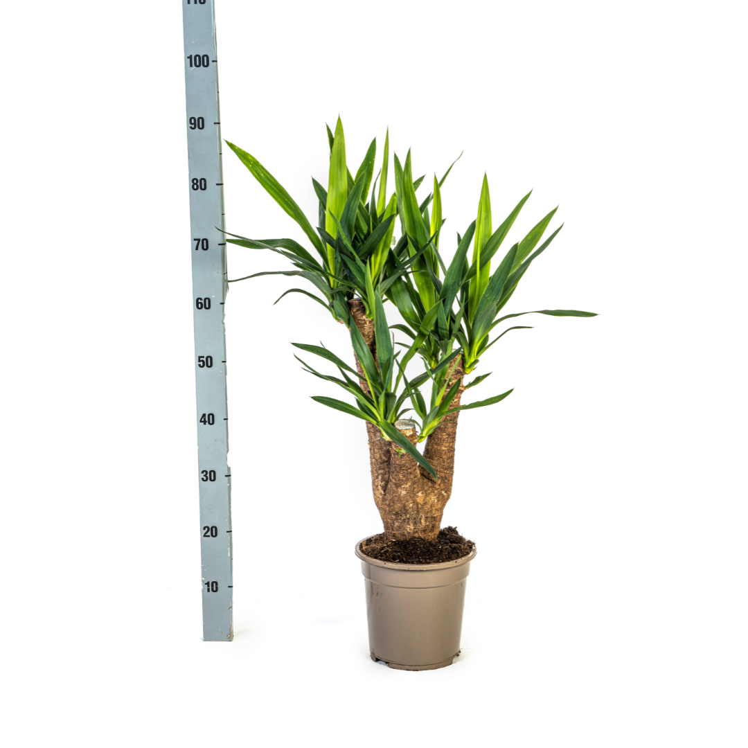 Yucca Elephantipes Verzweigt mit Korb Ø21cm - ↕60 - 70cm 