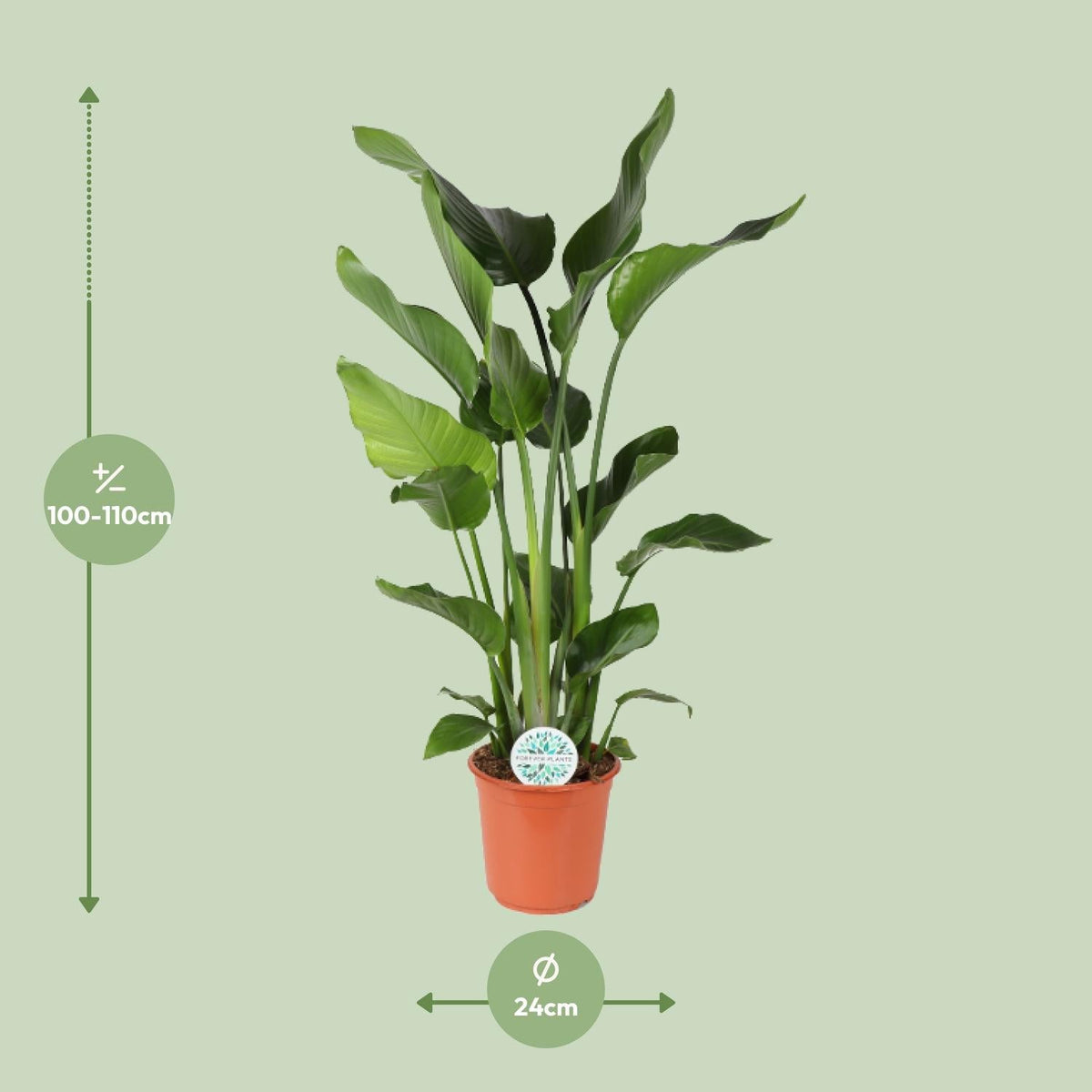 Baum-Strelitzie Strelitzia Nicolai – Zimmerpflanze – Ø24 cm – Höhe 110 cm – Paradiesvogelblume – Pflegeleicht – Halbschatten 