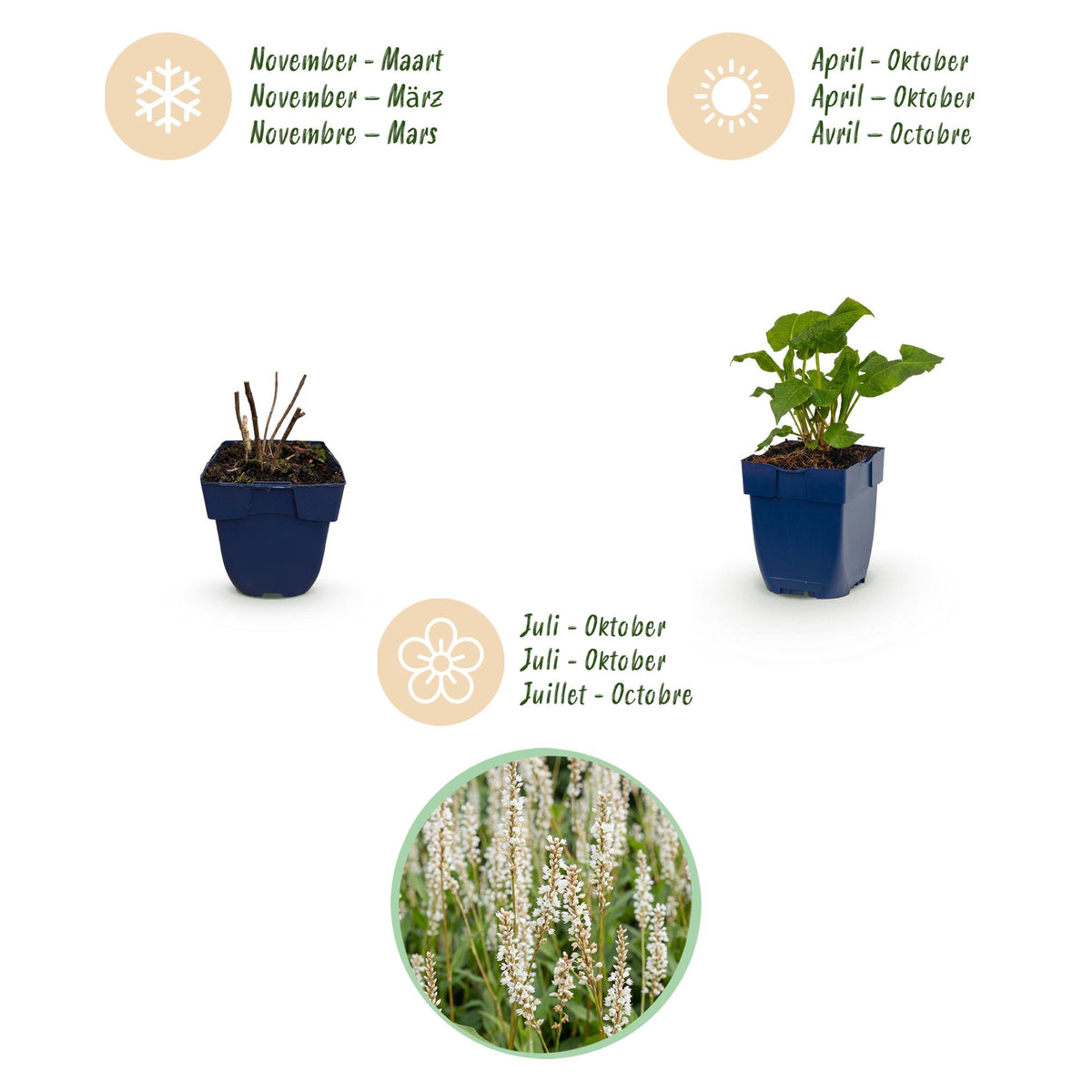 Knöterich 'Tricolour' – Persicaria 'Tricolour' – 6 Pflanzen – Topf Ø11cm – Ansicht 4