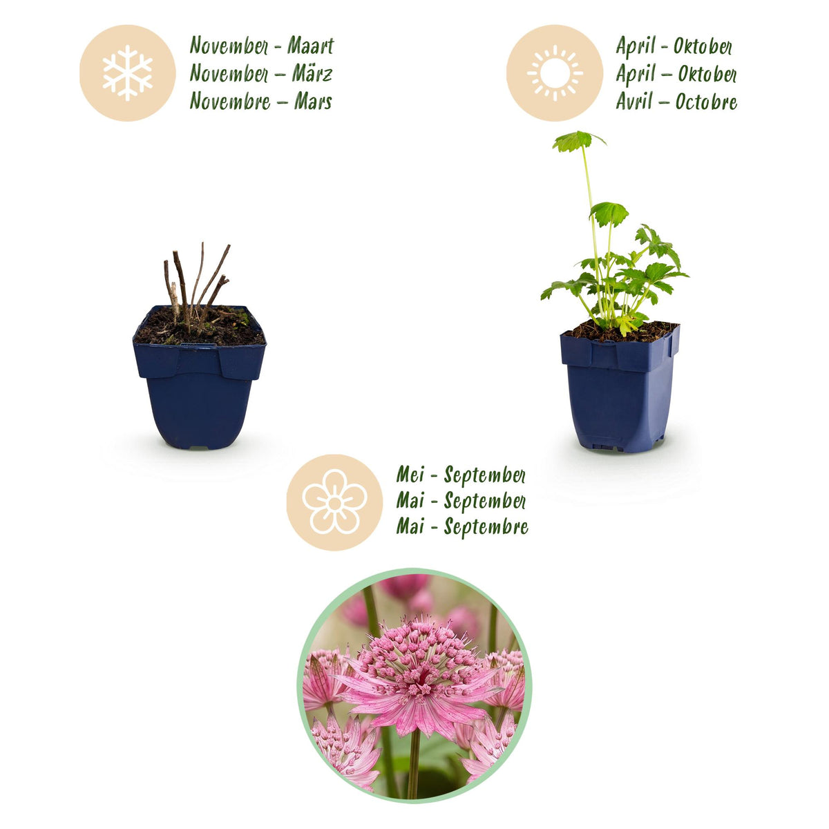 Sterndolde – Astrantia major – 6 Pflanzen – Topf Ø11cm – Bienenfreundliche Staude für Garten & Balkon – Ansicht 4