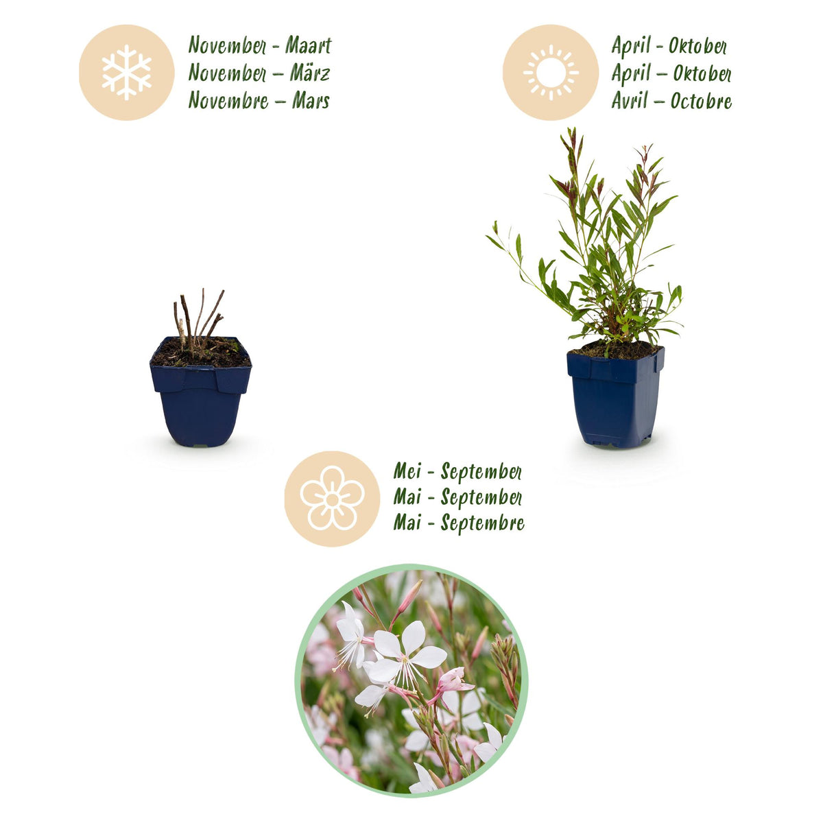 Prachtkerze 'Whirling Butterflies' – Gaura lindheimeri 'Whirling Butterflies' – 6 Pflanzen – Topf Ø11cm – Ansicht 4