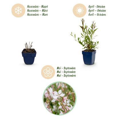 Prachtkerze 'Whirling Butterflies' – Gaura lindheimeri 'Whirling Butterflies' – 6 Pflanzen – Topf Ø11cm – Ansicht 4
