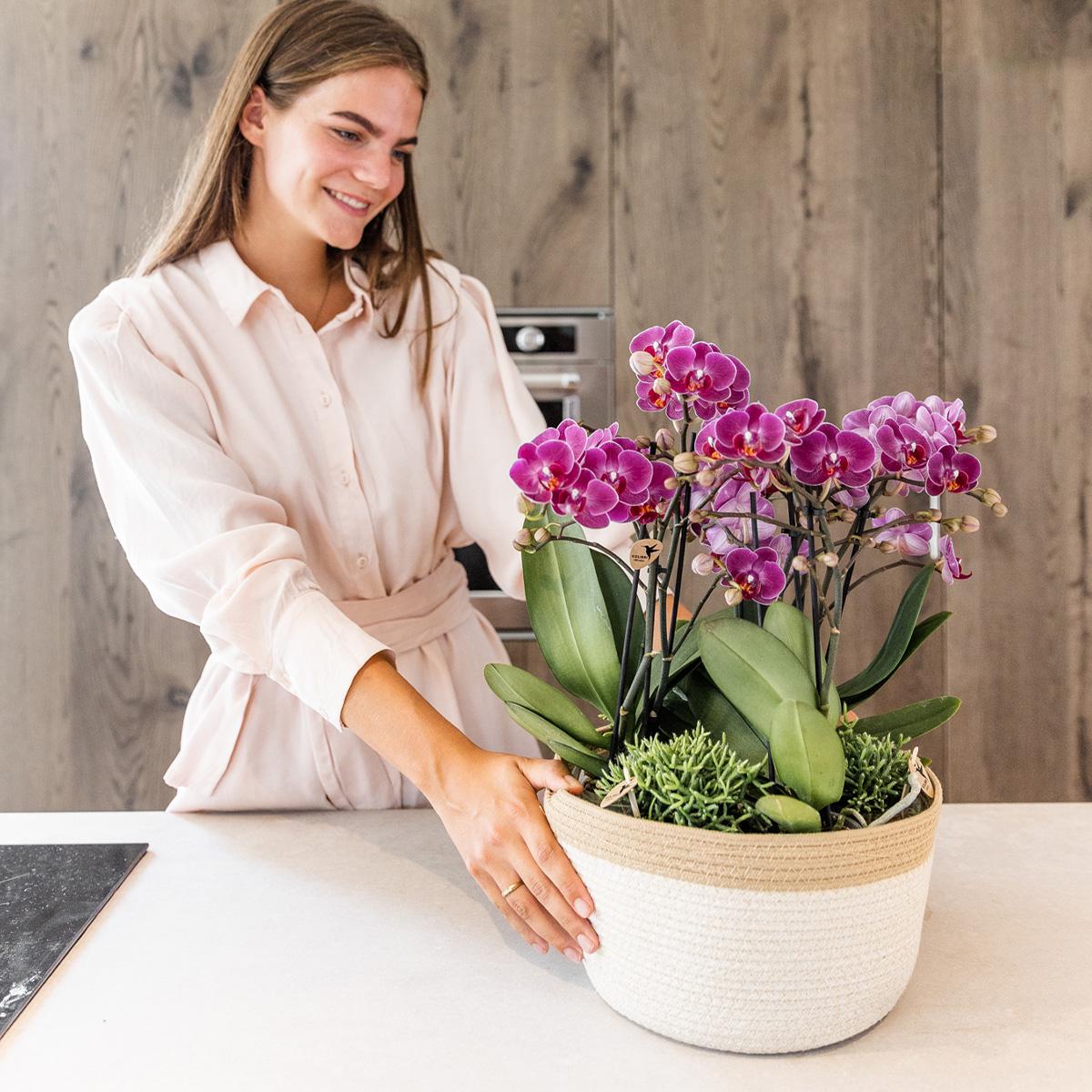 Kolibri Orchids | lila Pflanzenset im Baumwollkorb inkl. Wassertank | drei lila Orchideen Morelia 9cm und drei Grünpflanzen | Dschungelstrauß lila mit autarkem Wassertank 