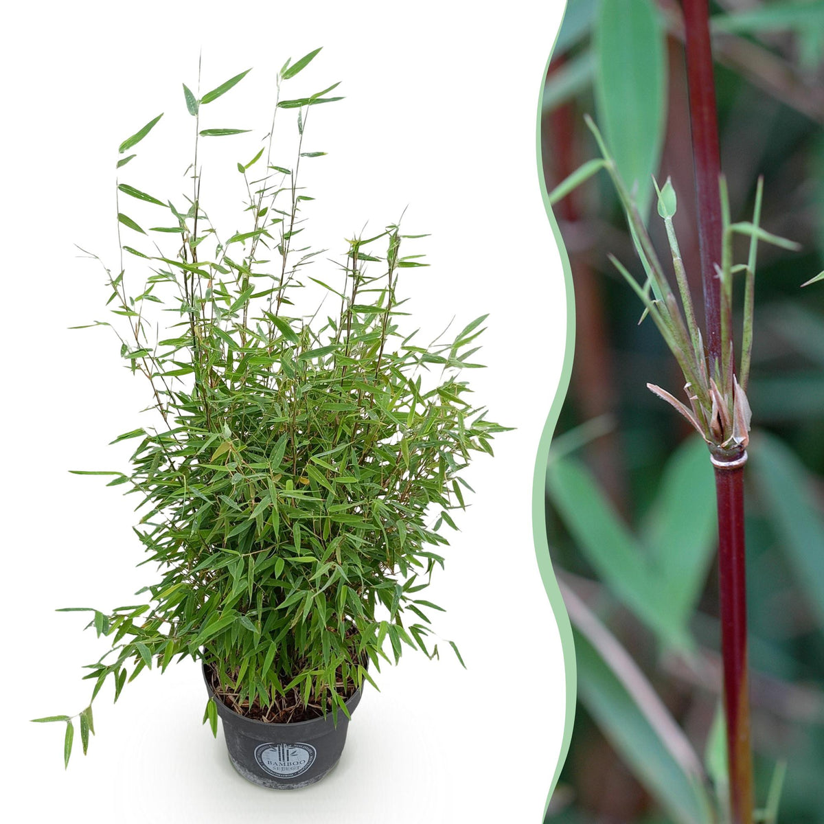 Green boutiQ - Gräser - Fargesia nitida Red Dragon - Bambus - Rutenlos - Grün - 1 Pflanze - Topf 23 cm - Höhe 80 cm 