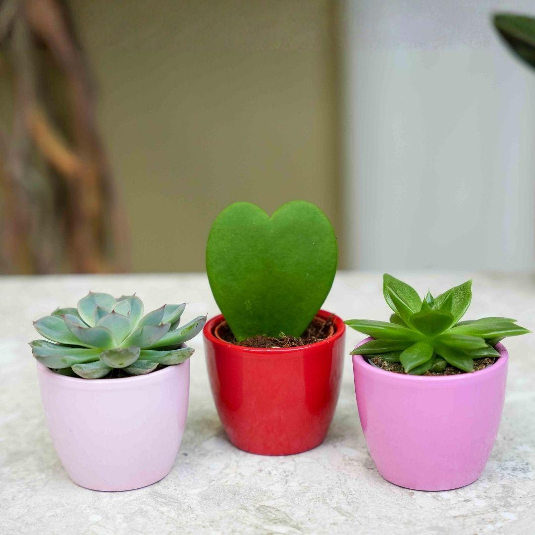 Plant set van 3 met mini pot - Love - Vetplanten - roze/rood - Ø 6 cm 