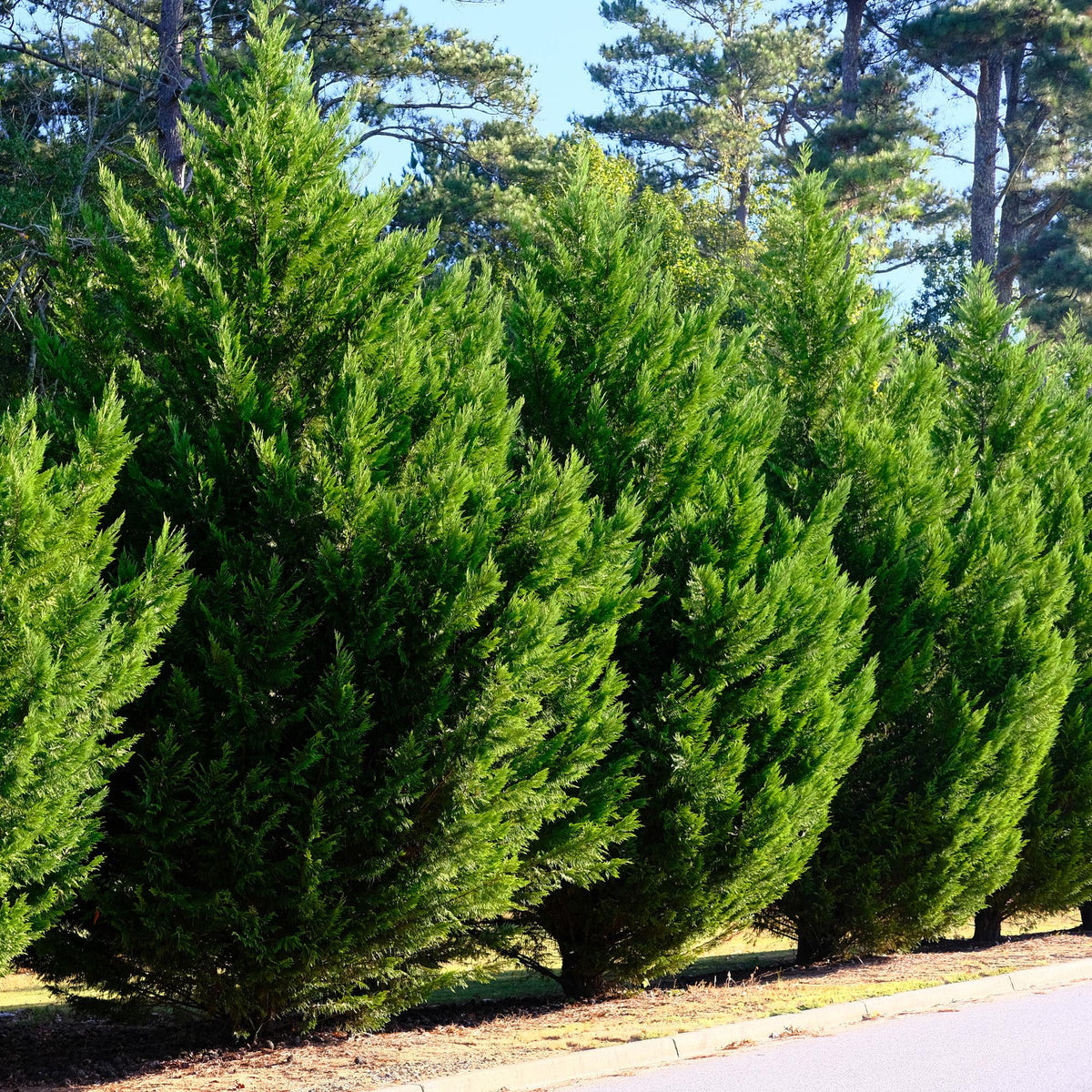 Leyland-Zypresse Cupressocyparis leylandii – Immergrüne Heckenpflanze – 8 Pflanzen – 1 m – 9 cm Höhe 35–40 cm – Schnellwachsend & Pflegeleicht 