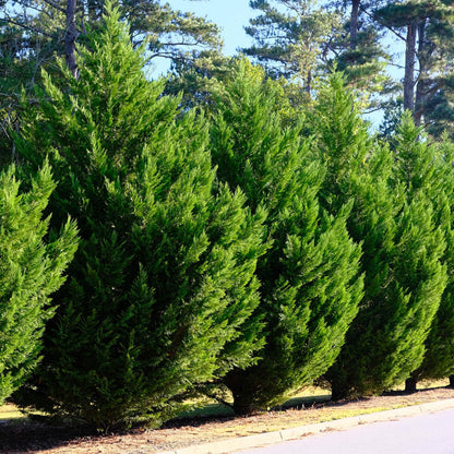 Leyland-Zypresse Cupressocyparis leylandii – Immergrüne Heckenpflanze – 8 Pflanzen – 1 m – 9 cm Höhe 35–40 cm – Schnellwachsend & Pflegeleicht 
