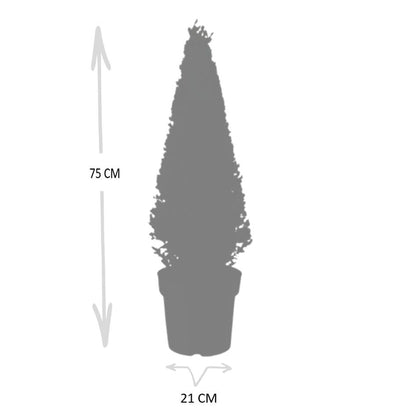Stechpalme Ilex crenata Pyramide – ↨55 cm – Ø21 cm – Immergrüner, winterharter Buchsbaum-Ersatz für Garten, Terrasse & Topf 