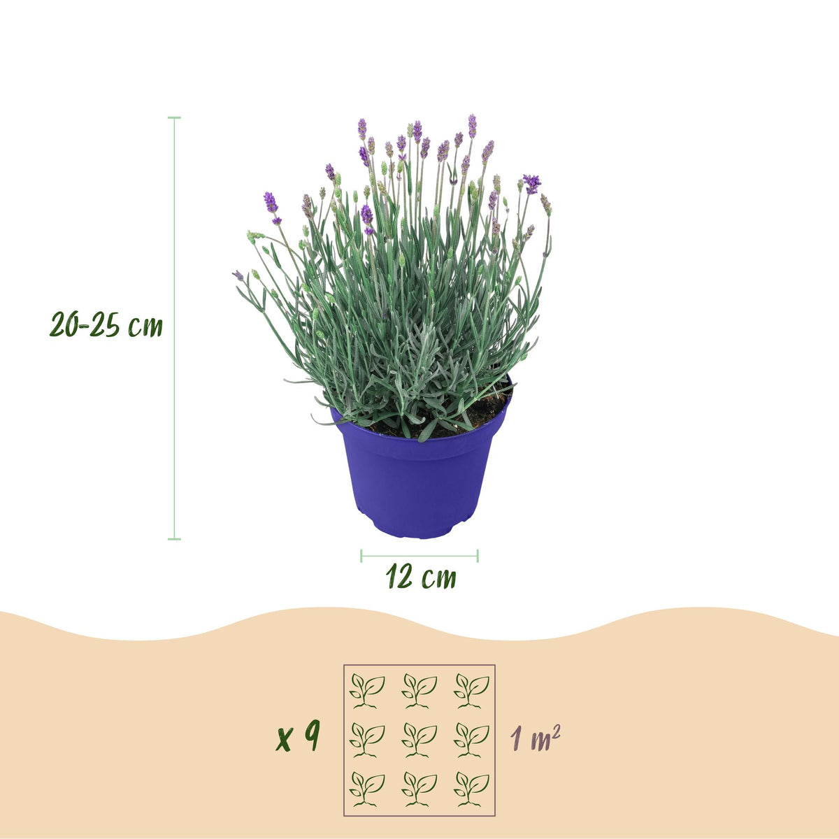 Green boutiQ - Gartenpflanze - Lavandula angustifolia Hidcote - Lavendel - Winterhart - Lila - 3 Pflanzen - Topf 12cm - Höhe 15-25cm 