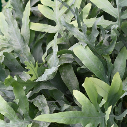 Green boutiQ - Zimmerpflanze - Phlebodium aureum Blue Star - Blaue Farn - Haustierfreundliche Pflanze - Blau - 4 Pflanzen - mit Potter Weiß - Topf 12cm - Höhe 25cm 