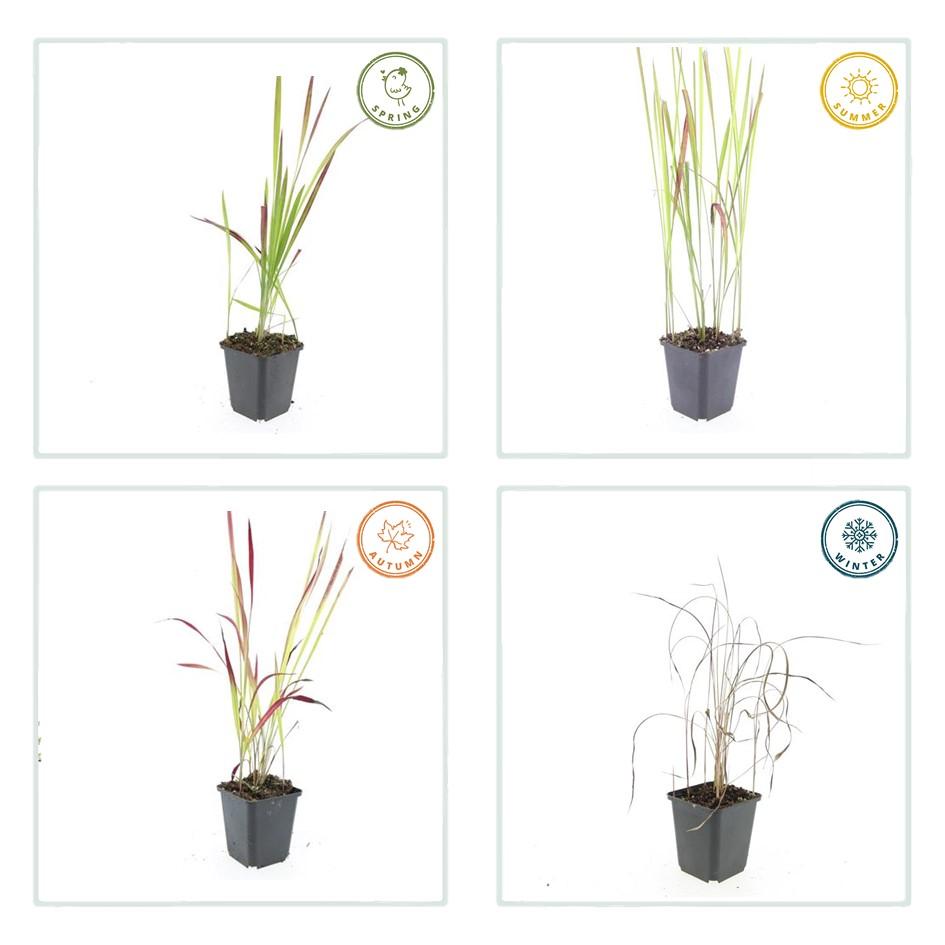 Japanisches Blutgras Imperata cylindrica 'Red Baron' – ↕10-25cm – Ø9cm – Ansicht 28