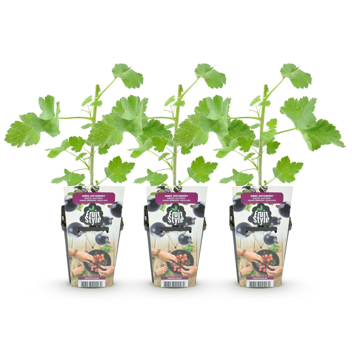 Jostabeere Ribes Josta winterhart 3 Pflanzen Ø9cm Höhe 30cm – Kreuzung aus Johannisbeere & Stachelbeere – Aromatische Beeren für Garten & Balkon 