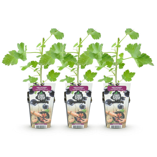 Jostabeere Ribes Josta winterhart 3 Pflanzen Ø9cm Höhe 30cm – Kreuzung aus Johannisbeere & Stachelbeere – Aromatische Beeren für Garten & Balkon 