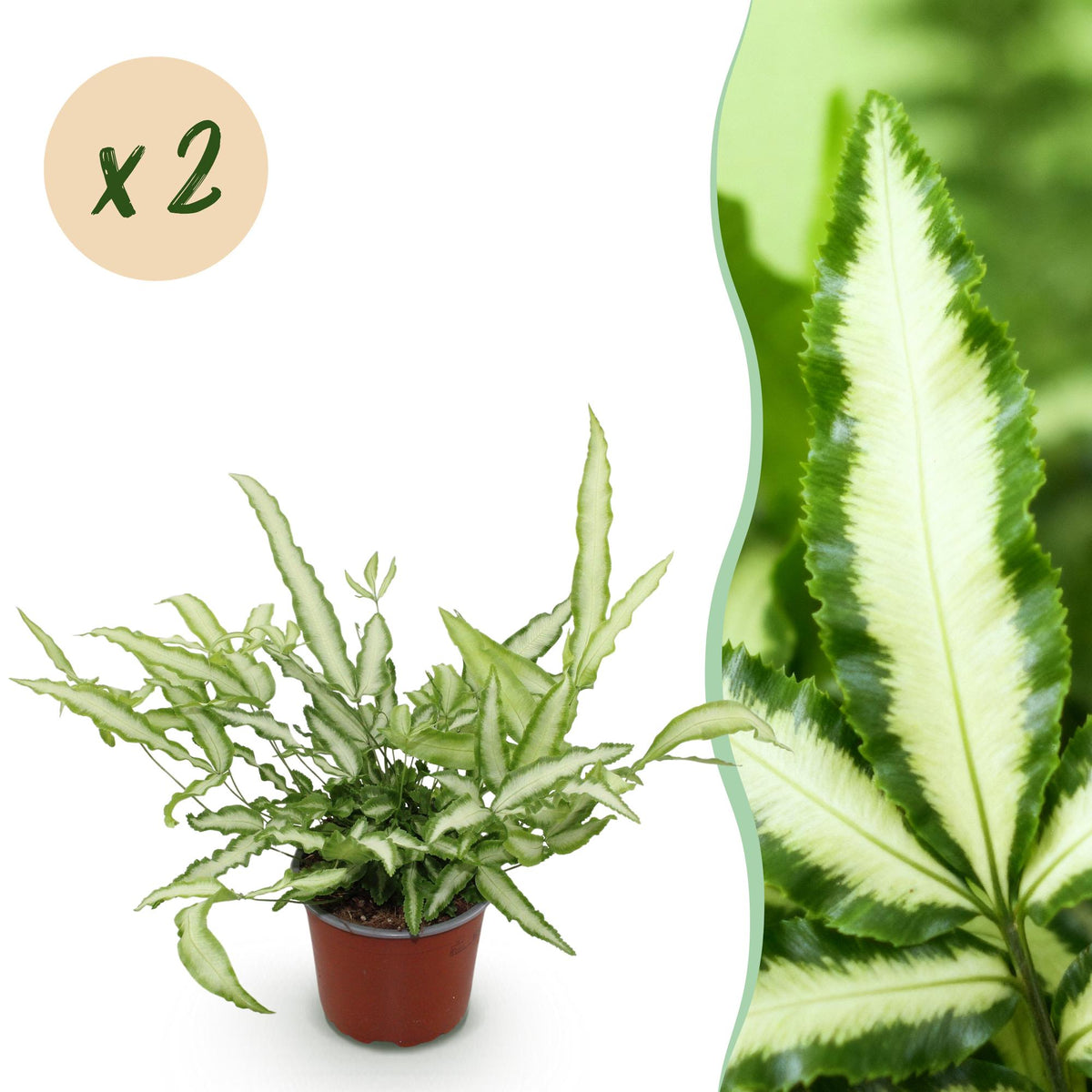 Green boutiQ - Zimmerpflanze - Pteris cretica Albolineata - Streifenfarn - Haustierfreundlich - Bunt - 2 Pflanzen - Topf 12cm - Höhe 28-30cm 