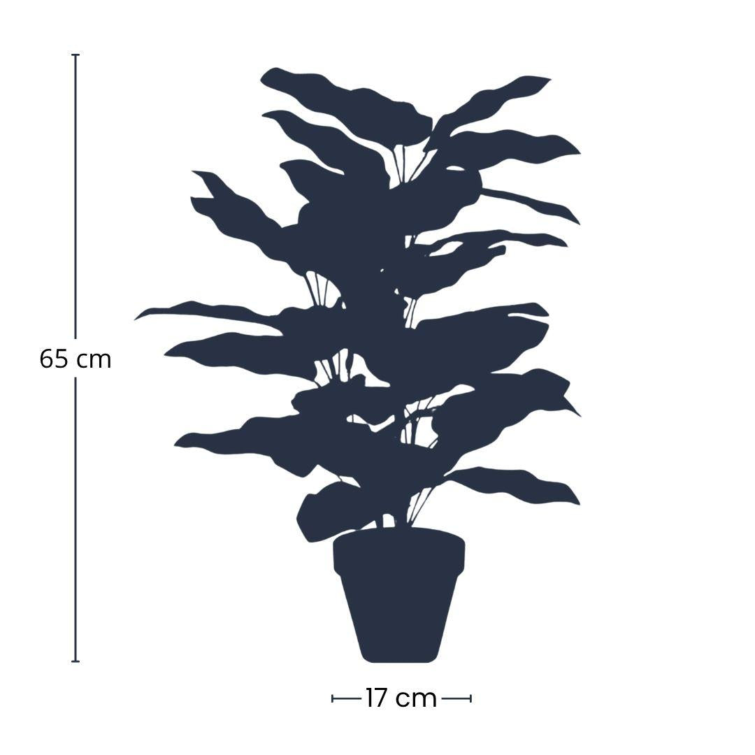 Calathea – Kunstpflanze – 65cm hoch – Ø17cm – Naturgetreue Blätter in Grüntönen – Pflegefrei – Für Wohnzimmer, Büro & Flur 
