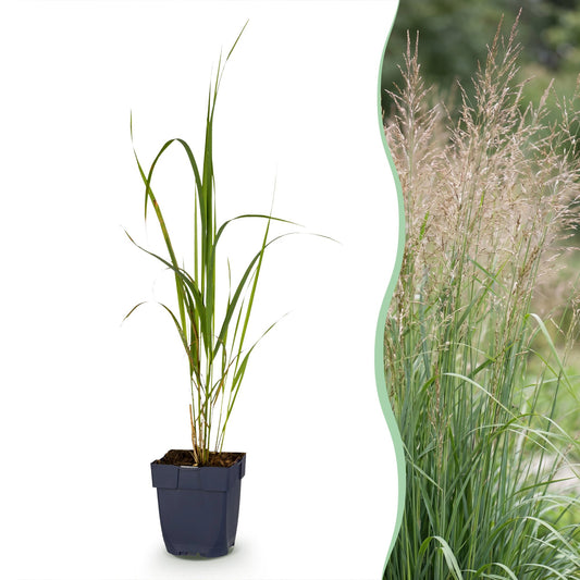 Rohrglanzgras 'Karl Foerster' – Molinia arundinacea 'Karl Foerster' – 12 Pflanzen – Topf Ø11cm
