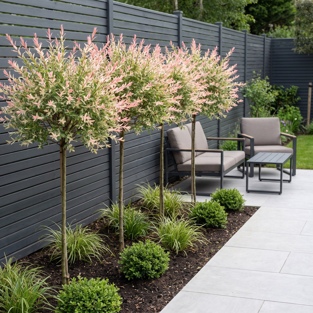 Flamingo-Weide – Salix 'Flamingo' – Topf Ø23cm – Höhe 140-160cm