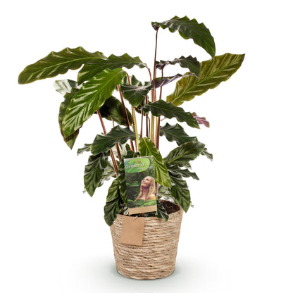 Samt-Korbmarante Calathea rufibarba im Naturkorb, Topf Ø17cm – Ansicht 2